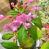 ルクリア,ルクリア,ルクリア (アッサムニオイザクラ),ルクリア (アッサムニオイザクラ),季節を楽しむの画像