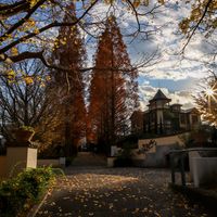 紅葉,銀杏,イチョウ,メタセコイア,散歩の画像