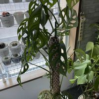 マドカズラ,観葉植物の画像