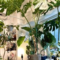 アンスリウム,ストレリチア,モンステラ,ストレリチア オーガスタ,フィロデンドロンの画像