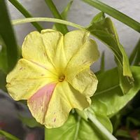 オシロイバナ,マイルームの画像