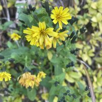 ヒサカキ,季節を楽しむ,龍河洞付近の山の画像