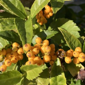 ブルーベリー,イロハモミジ,キミノセンリョウ,今日のお花,ポカポカ日和の画像