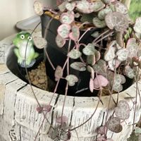 ハートカズラの画像