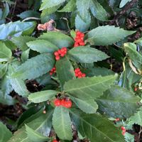 オキザリス,クフェア,センリョウ,クチナシの実,心穏やかに♡の画像