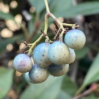 ノブドウ,ノブドウ,ノブドウ,ノブドウ,iphone11の画像