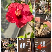 シャコバサボテン,ハイビスカス,ピーマン,そら豆,GS 大好きの画像