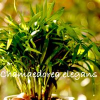 テーブルヤシ,Chamaedorea elegans,キッチンの出窓,DAISO産,玉ボケ倶楽部の画像