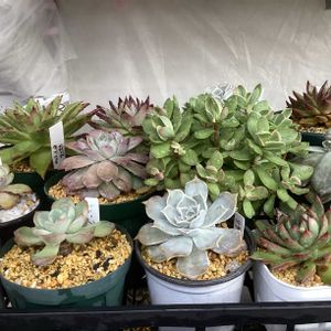 切り花,ガーデニング,ウッドデッキ,初雪,多肉箱の画像