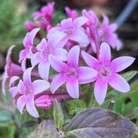 ガイラルディア,ナデシコ,ペンタス,ペンタス アップルブロッサム,花のある暮らしの画像