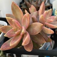 銘月,多肉植物,ダイソー多肉,GSに感謝。,いいね❤ありがとうの画像