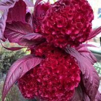 ケイトウ,お出かけ先の画像