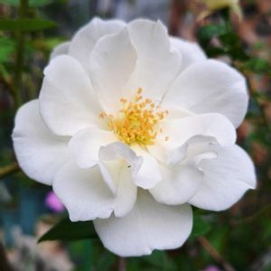 バラを楽しむ,咲いてくれてありがとう❤,アイスバーグ♡,おうち園芸,小さな庭の画像