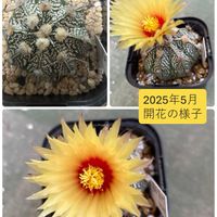 サボテン,ルビーネックレス,タチアオイ,タチアオイ,白瑞鳳✖️スーパー兜の画像