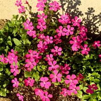 シレネ,シレネ ピンクパンサー(シレネ カロリニアナ),可愛い,花のある暮らし,iPhone撮影の画像