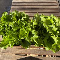 レタス,レタス,スイートスナップ,つるなしスナップ,つるありスナップの画像