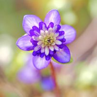 雪割草,植物のある暮らし,おうち園芸の画像