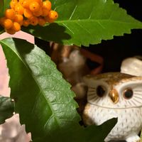 エリカ,ヤブコウジ(十両),ヤブコウジ(十両),キミノセンリョウ,エリカ　ふっくらももちゃんの画像