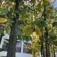 カクレミノの画像