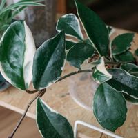 ホヤ・カルノーサ,ホヤ・カルノーサ・リップカラー,ホヤ・カルノーサ・リップカラー,観葉植物,ホヤの画像