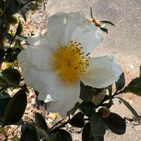 ナニワイバラの画像