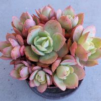 プロリフェラ,レズリー,だるま秀麗,姫秀麗,ピーチプリデの画像