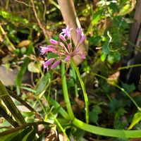 ツルバキア,ツルバキア,鉢植え,今日の一枚,玄関アプローチの画像