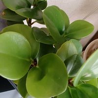 ペペロミア,ペペロミア,宮城県,我ら宮城県民,リビング・ダイニングの画像