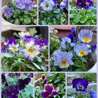 トベラ,パンジー・ビオラ,ヒマワリ,ビオラ,トベラの実の画像