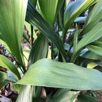 オレガノ,葉牡丹,ラベーンダー,お花好き,ピンク，白，淡いピンク，カーネーション，四つ葉のクローバ〜など入ってシックな色合いですの画像