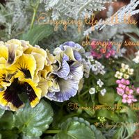 パンジー 遊花,寄せ植え,ハンキング,ラティス,花のある暮らしの画像