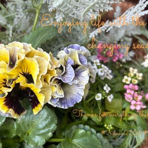 パンジー 遊花,寄せ植え,ハンキング,ラティス,花のある暮らしの画像