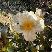 ナニワイバラの画像