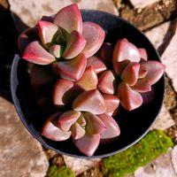  ブロンズ姫,グラプトペタルム属 ヴェラ ヒギンス,多肉植物,ブロンズ姫,グラプトペタルムの画像