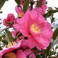 サザンカ,ヒメツルソバ,綿毛,大根,山茶花の画像