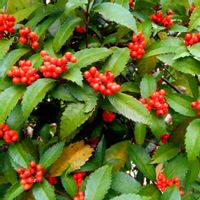 クローバー,センリョウ,センリョウ,ヒメリュウキンカ,ヤグルマギクの画像