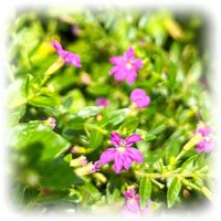 クフェア,メキシコ ハナヤナギ,かわいい,癒し,元気もらえるの画像