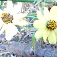 ヒャクニチソウの画像