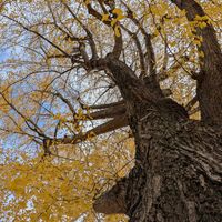 イチョウ,公園,紅葉（こうよう）,お出かけ先の画像