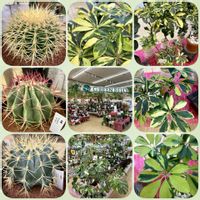 シェフレラ,シェフレラ ハッピーイエロー,シェフレラハッピーイエロー,ホームセンター,寒さに負けるなの画像