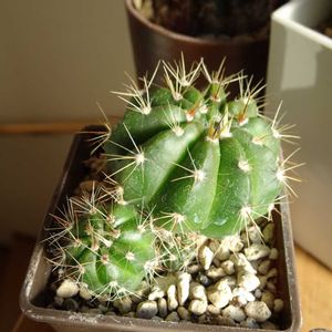 サボテン貴宝青,多肉植物,観葉植物,100均,ダイソーの画像