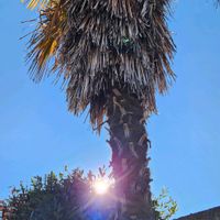 パンパスグラスの画像