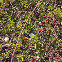 ハマナス,散歩の画像