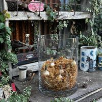 ムスカリ,水耕栽培,サビサビ,可愛い,古道具の画像