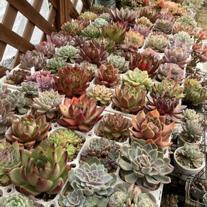 寄せ植え,多肉植物,エケベリア属,多肉大好き,多肉棚の画像