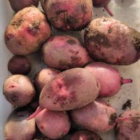 ジャガイモ,デストロイヤー（グランドペチカ）の画像