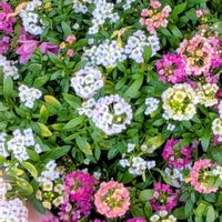 ブラキカム,サザンクロス,ビバーナムティヌスの実,ビバーナムティヌスの蕾,スィートアリッサムミックスの画像