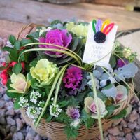 アリッサム,カレックス,シロタエギク,葉ボタン,チェッカーベリーの画像