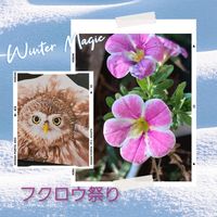 カリブラコア,可愛い〜♡,キュンキュン乙女倶楽部,フクロウ祭,ピンクワールドへ ようこその画像