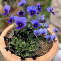 オーロラ,アマゾネス,貫性花,ビオラ　ヴィオレッタ,シクラメン ドラゴンの画像